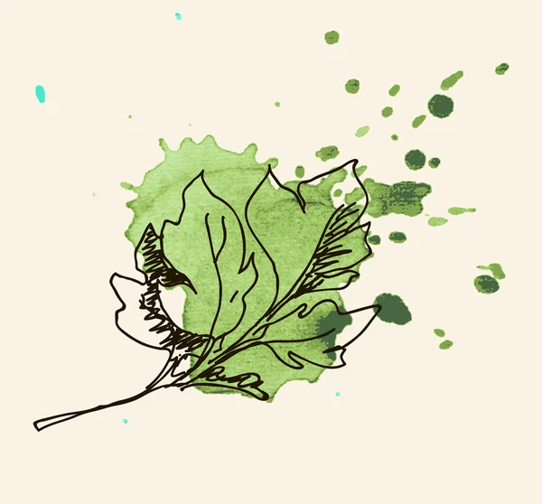 Herbe de persil — Image vectorielle