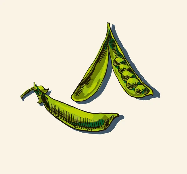 Peas in a pod Stock Vectors, Royalty Free Peas in a pod Illustrations