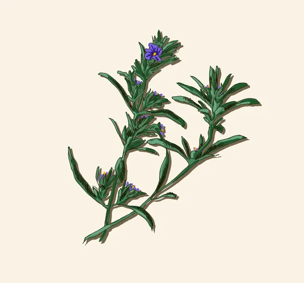 Rosemary twig — Stockvector