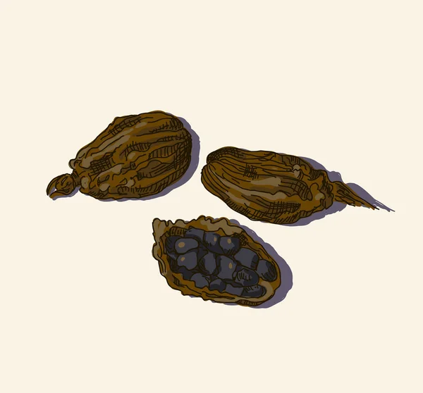 Cardamomo negro — Archivo Imágenes Vectoriales