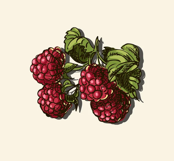 Vector illustration of raspberries — Stock Vector