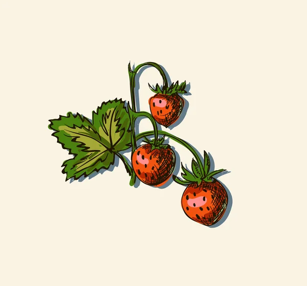 Vector illustration of strawberry — Stock Vector