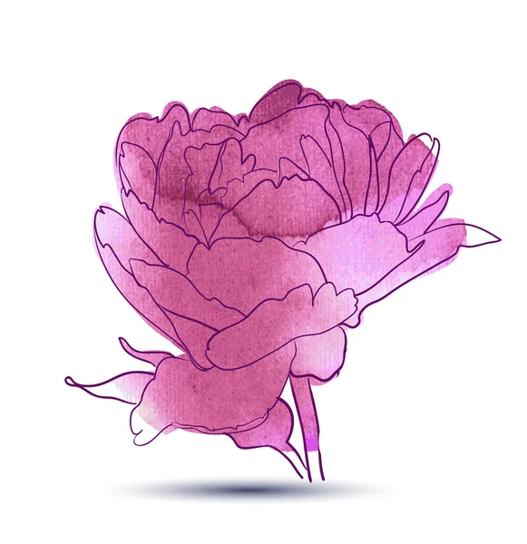 Pivoine fleur — Image vectorielle