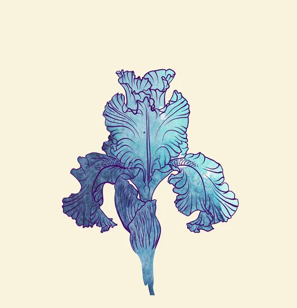 Iris bloem — Stockvector