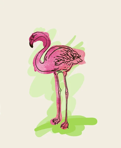 Pintado pássaro flamingo — Vetor de Stock