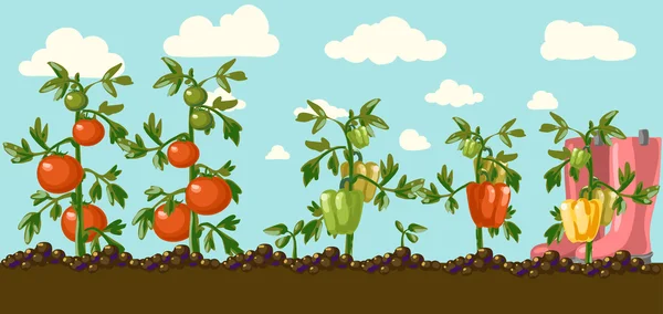 Vegetable garden. — Stock Vector