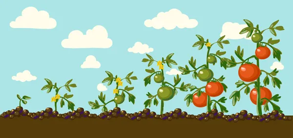 Grüne und rote Tomaten — Stockvektor