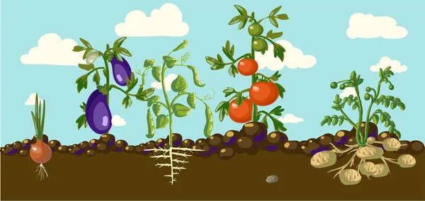 Légumes stylisés dans un jardin — Image vectorielle