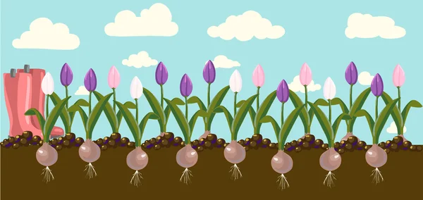 Tulipanes coloridos — Vector de stock