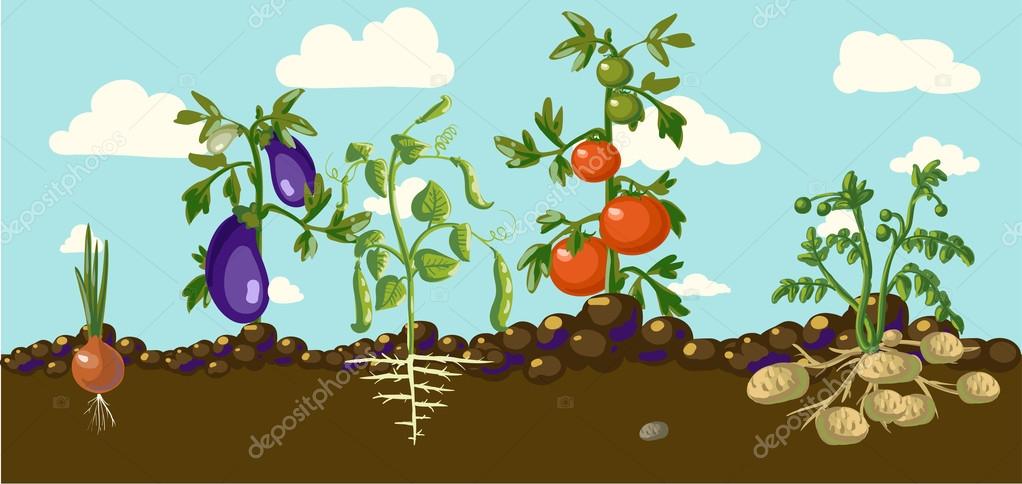 Vegetable garden bed Royalty Free Vector Image