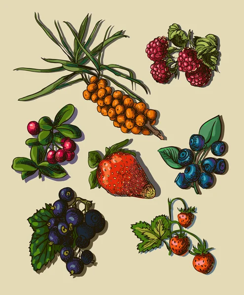 Llustration Satz von Beeren — Stockvektor