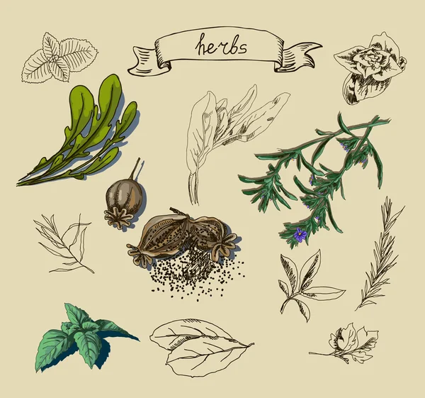 Hand drawn herbs — Stock Vector