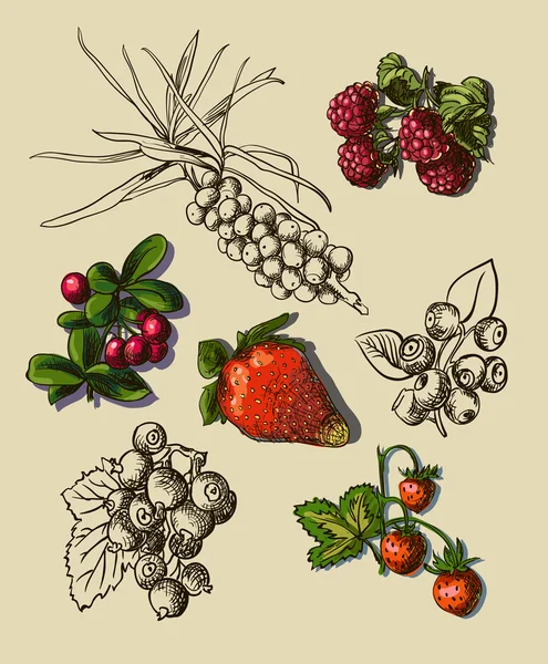 Set buah berry - Stok Vektor