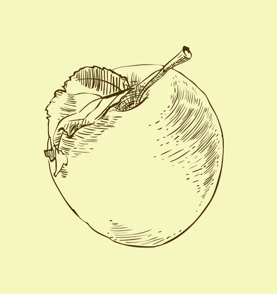Hand getekende illustratie van apple — Stockvector