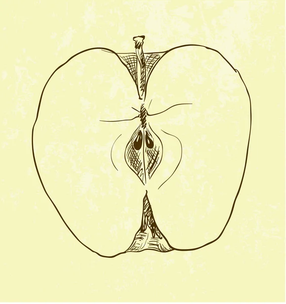 Ручная иллюстрация яблока — стоковый вектор