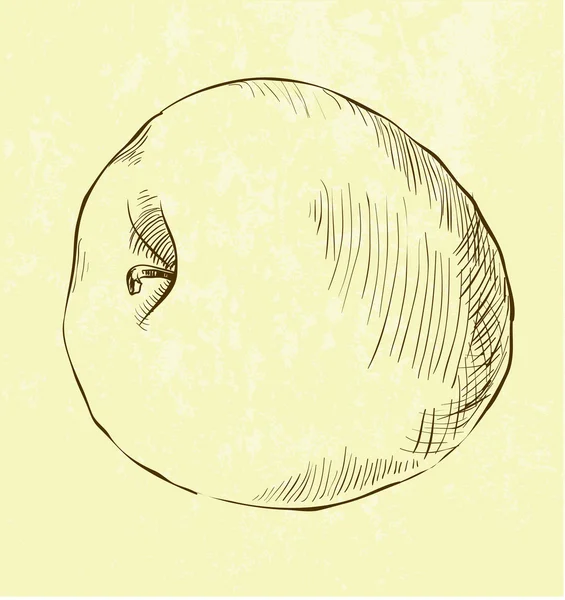 Ilustración dibujada a mano de manzana — Archivo Imágenes Vectoriales