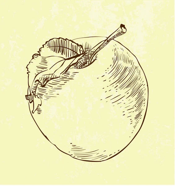 Handgezeichnete Illustration des Apfels — Stockvektor