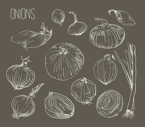 Illustration of  Onions set — Stock Vector