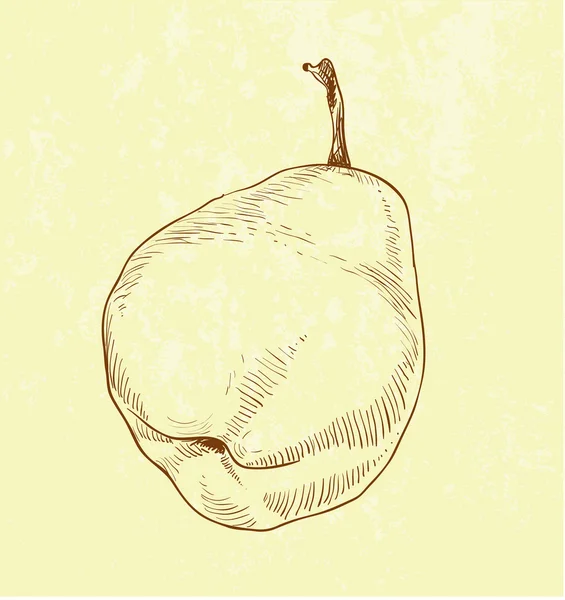Ілюстрація груші — стоковий вектор