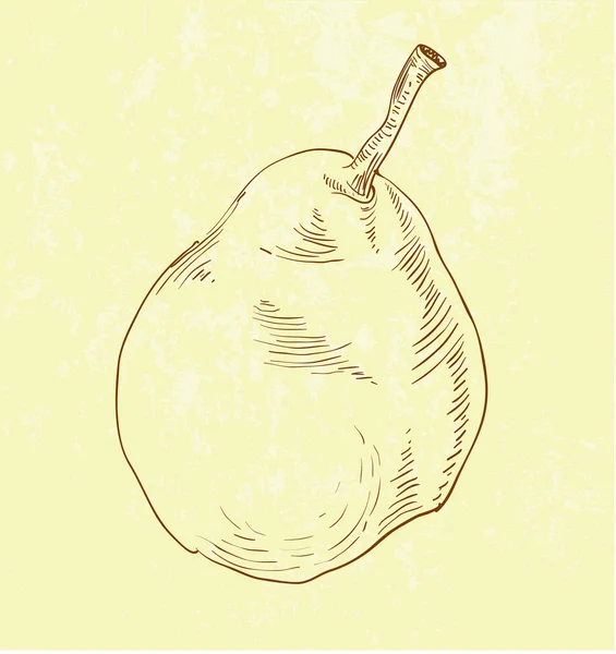 Illustration of pear — Stock Vector