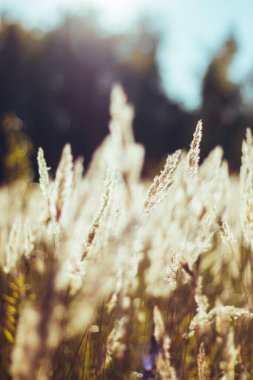 Kurumuş çim bej. Altın çiçekli dikenler sonbahar otlarını kurutur. Güneş ışığı, çevre ışığı.