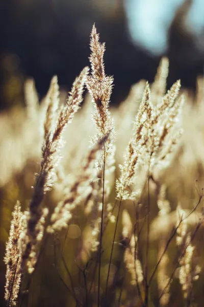 Hierba seca beige. Espiguillas florecientes doradas hierba seca de otoño. Iluminación solar, luz de contorno. — Foto de Stock