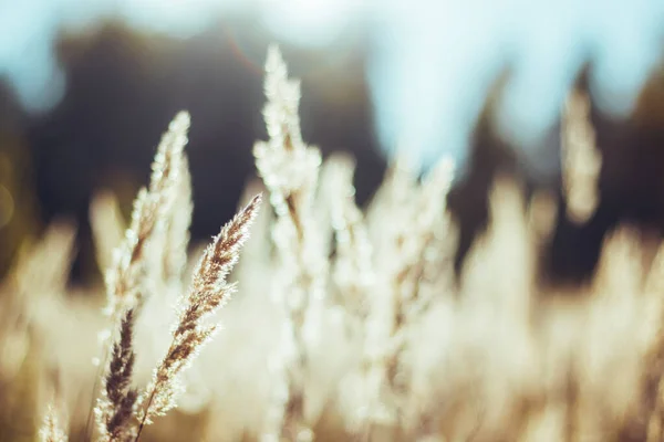 Suszona trawa beżowa. Złote kolce kwitnące sucha jesienna trawa. Oświetlenie słoneczne, światło obrysowe. — Zdjęcie stockowe