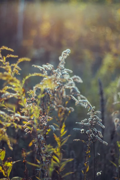 Suszona trawa beżowa. Złote kolce kwitnące sucha jesienna trawa. Oświetlenie słoneczne, światło obrysowe. — Zdjęcie stockowe