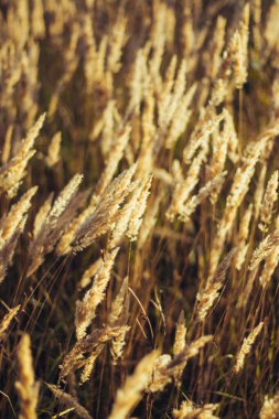 Kurumuş çim bej. Altın çiçekli dikenler sonbahar otlarını kurutur. Güneş ışığı, çevre ışığı.