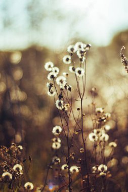 Kurumuş çim bej. Altın çiçekli dikenler sonbahar otlarını kurutur. Kuru sonbahar otları ve yakın plan bej renkli dikenler. Güneş ışığı, çevre ışığı. Doğal arka plan. Seçici odak
