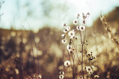 Kurumuş çim bej. Altın çiçekli dikenler sonbahar otlarını kurutur. Kuru sonbahar otları ve yakın plan bej renkli dikenler. Güneş ışığı, çevre ışığı. Doğal arka plan. Seçici odak