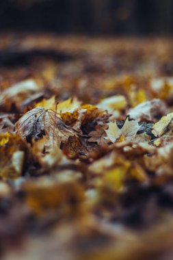 Sonbahar yapraklarından ve bulanık parktan gelen ılık sonbahar arkaplanı. Doğal güneş ışığı, doğal güzel arka plan, seçici keskinlik.