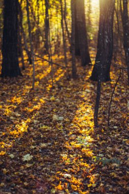 Sonbahar yapraklarından ve bulanık parktan gelen ılık sonbahar arkaplanı. Doğal güneş ışığı, doğal güzel arka plan, seçici keskinlik.