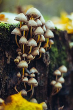 Çürüyen bir ağacın gövdesinde yosunlu orman mantarları. Sonbahar güneşinin altında bir grup küçük, güzel mantar, sarı yabani yapraklar. Güzel doğal arka plan, seçici keskinlik