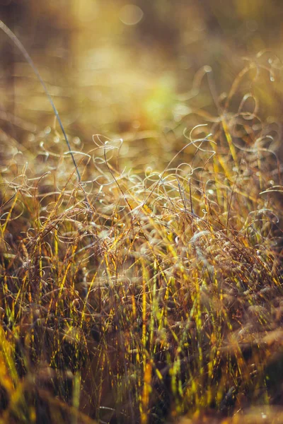 乾燥草ベージュ 黄金の開花小穂乾燥した秋の草 ベージュ色のスパイクで乾燥した秋の草を閉じます 太陽光照明コンターライト 自然な背景 選択的焦点 — ストック写真