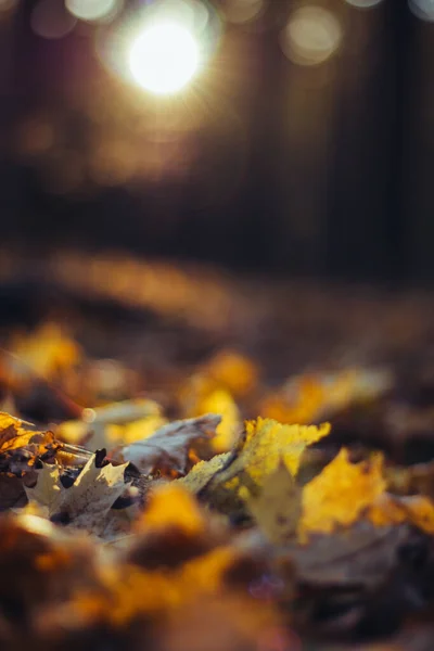 Caldo Sfondo Autunnale Foglie Autunnali Parco Sfocato Luce Solare Naturale — Foto Stock