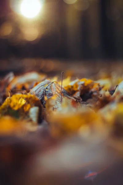Ζεστό Φόντο Φθινόπωρο Από Φύλλα Του Φθινοπώρου Και Θολή Πάρκο — Φωτογραφία Αρχείου