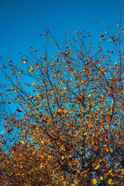 Blick Von Unten Auf Einen Herbstbaum Mit Leuchtend Gelben Und — Stockfoto