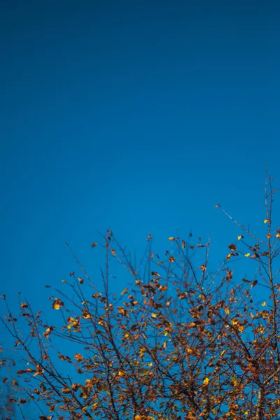 青空を背景に 鮮やかな黄色とオレンジの葉を持つ秋の木の下の景色 美しい自然背景 — ストック写真