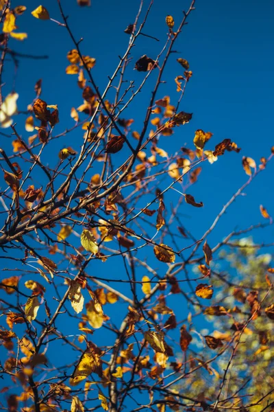 Onderaanzicht Van Een Herfstboom Met Fel Gele Oranje Bladeren Tegen — Stockfoto