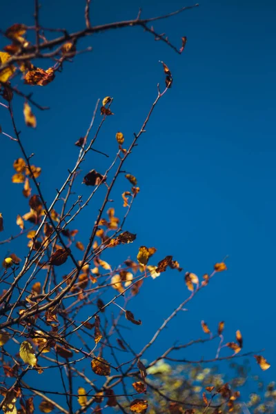 Blick Von Unten Auf Einen Herbstbaum Mit Leuchtend Gelben Und — Stockfoto