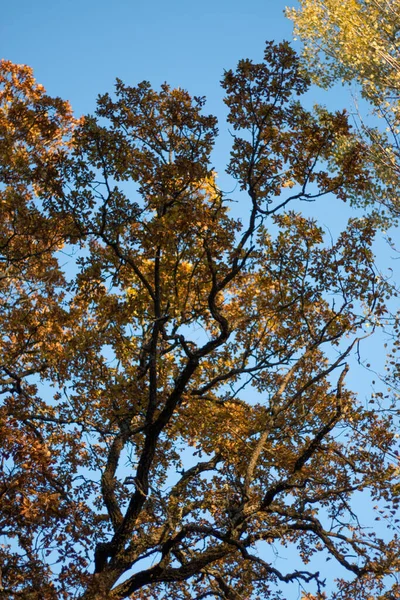 Onderaanzicht Van Een Herfstboom Met Fel Gele Oranje Bladeren Tegen — Stockfoto