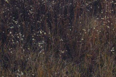 Kurumuş çim bej. Altın çiçekli dikenler sonbahar otlarını kurutur. Kuru sonbahar otları ve yakın plan bej renkli dikenler. Güneş ışığı, çevre ışığı. Doğal arka plan. Seçici odak