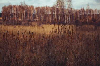 Kurumuş çim bej. Altın çiçekli dikenler sonbahar otlarını kurutur. Kuru sonbahar otları ve yakın plan bej renkli dikenler. Güneş ışığı, çevre ışığı. Doğal arka plan. Seçici odak