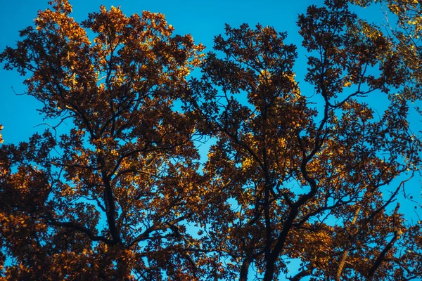 나무의 아래쪽에서 하늘을 배경으로 아름다운 자연적 — 스톡 사진
