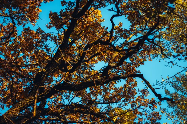 Нижний Вид Осеннего Дерева Ярко Желтыми Оранжевыми Листьями Фоне Голубого — стоковое фото