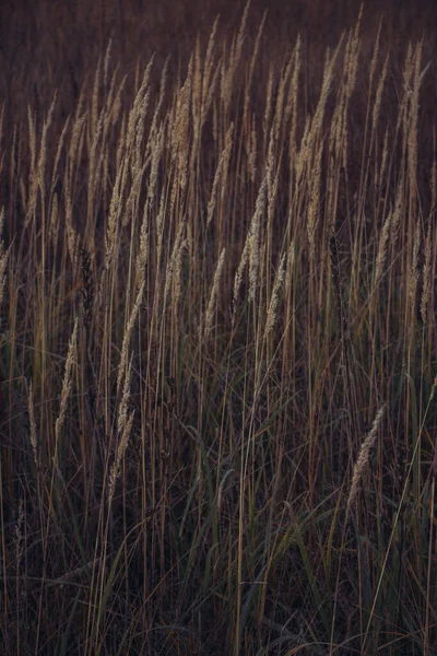 干草米黄色 金花小穗干秋草 秋天的干草 有米色的小穗特写 太阳能照明等高光自然背景 有选择的重点 — 图库照片