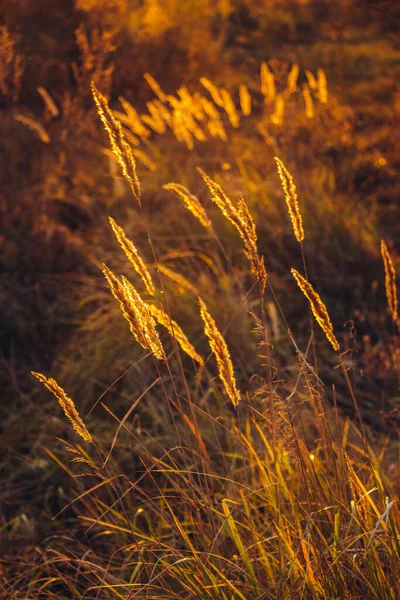 Hierba Seca Beige Espiguillas Florecientes Doradas Hierba Seca Otoño Hierbas — Foto de Stock