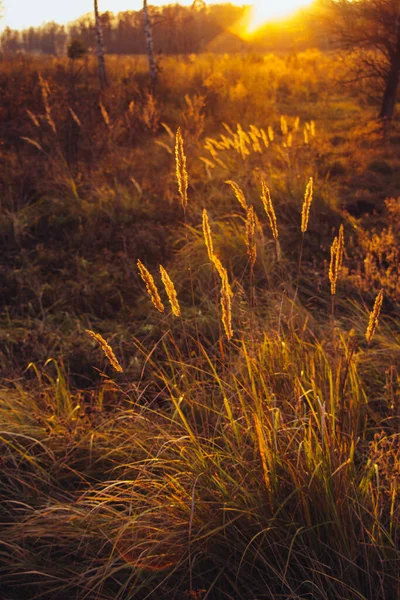 Hierba Seca Beige Espiguillas Florecientes Doradas Hierba Seca Otoño Hierbas — Foto de Stock