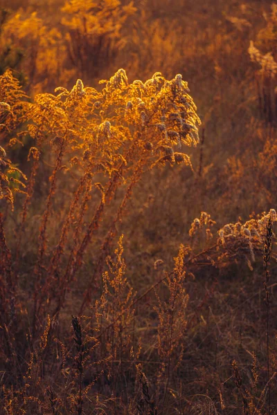 乾燥草ベージュ 黄金の開花小穂乾燥した秋の草 ベージュ色のスパイクで乾燥した秋の草を閉じます 太陽光照明コンターライト 自然な背景 選択的焦点 — ストック写真
